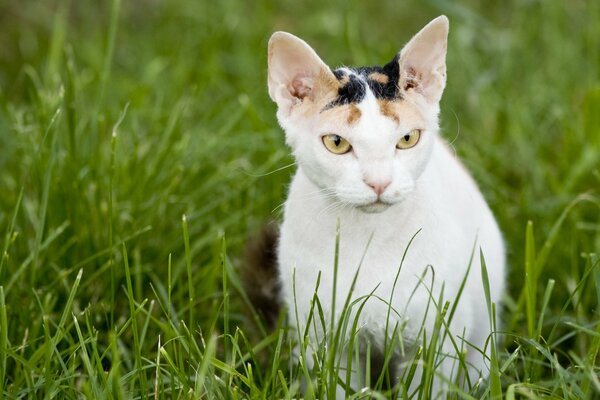 Chat Sphinx sur fond d herbe