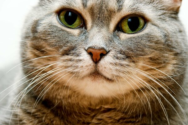 Eine schnurrbärtige Katze mit einem intelligenten Blick auf große grüne Augen