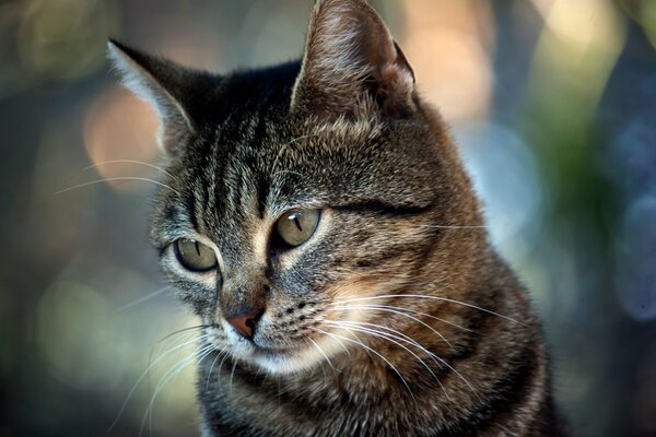 Gestreifte reife Katze mit traurigem Blick