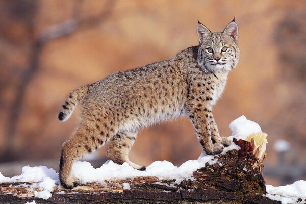 Lince, lince mirando, lince en la nieve, buscando el almuerzo