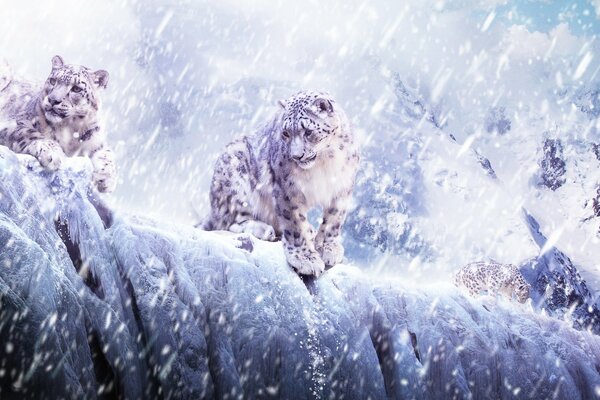 Two Leopards in the mountains in winter