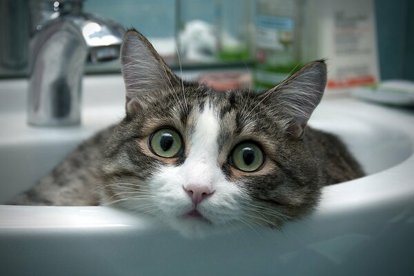The cat is lying in the washbasin in the bathroom