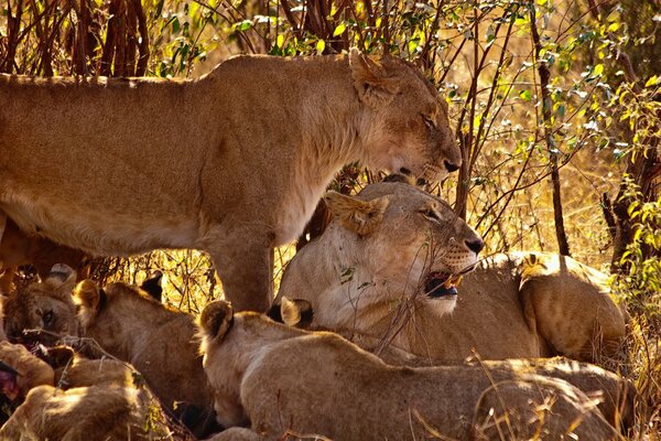 Pride on vacation after a successful hunt