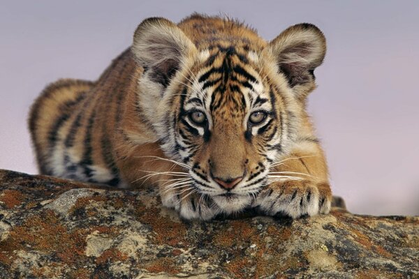 Das Tigerbaby liegt und schaut auf die Beute