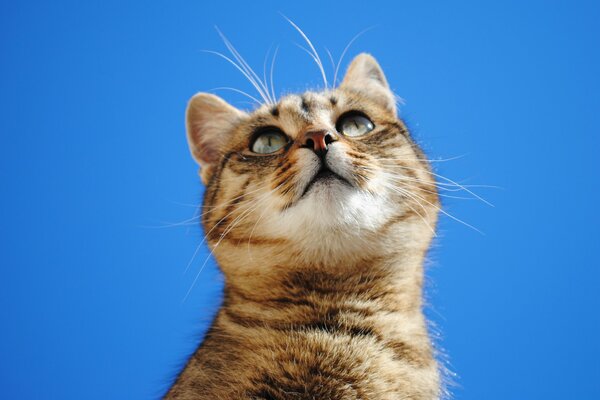 Striped kitty on a blue sky background