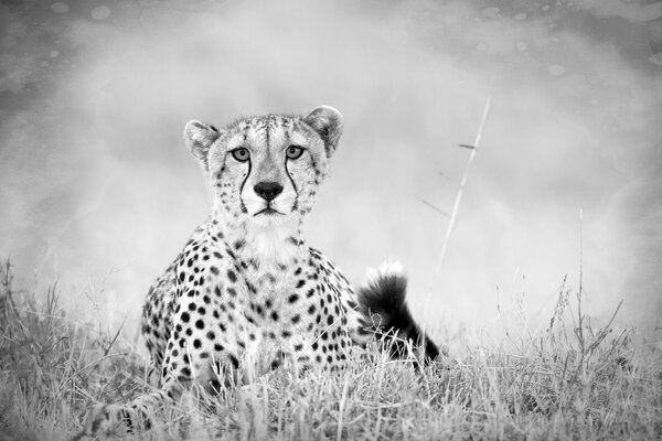 Black and white photo of a cheetah in the savannah