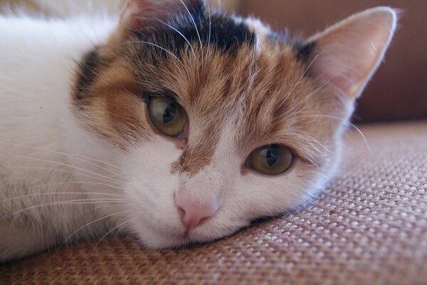 White-red cat, sofa, mustache, eyes