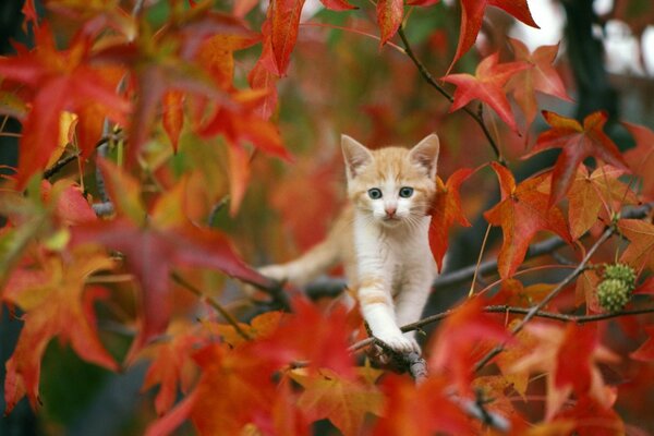 Gato rojo en el bosque de otoño