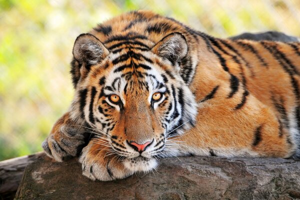 Jeune tigre à la recherche de butin