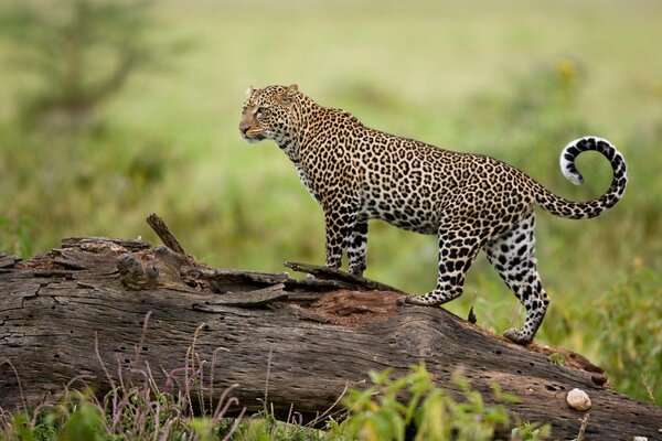 A luxurious leopard stands on a dry tree trunk