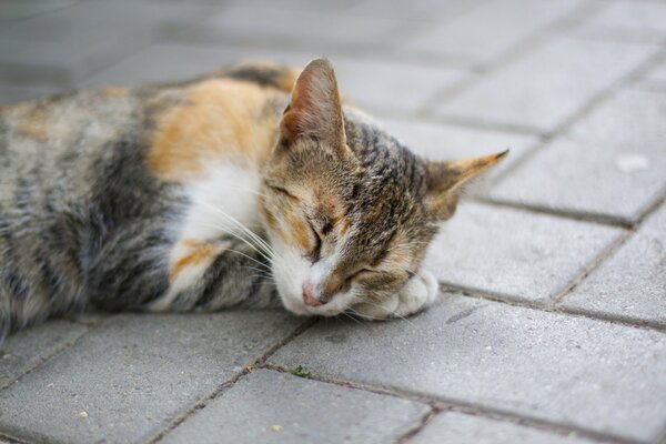 Разноцветная кошка спит на улице