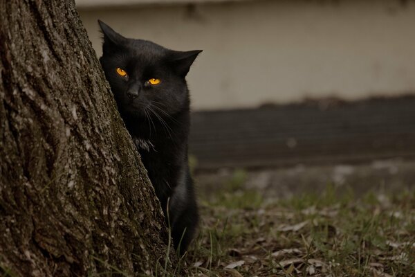 A black cat peeks out from behind a tree