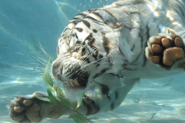 Una tigre immersa nell acqua strappa una foglia
