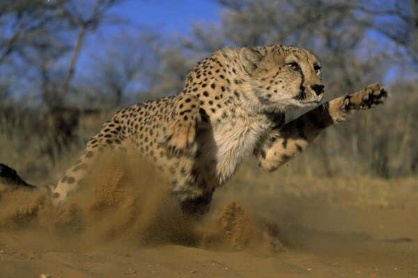 Guépard avant le saut principal