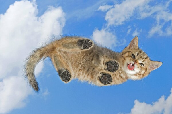 Chaton sur une table en verre