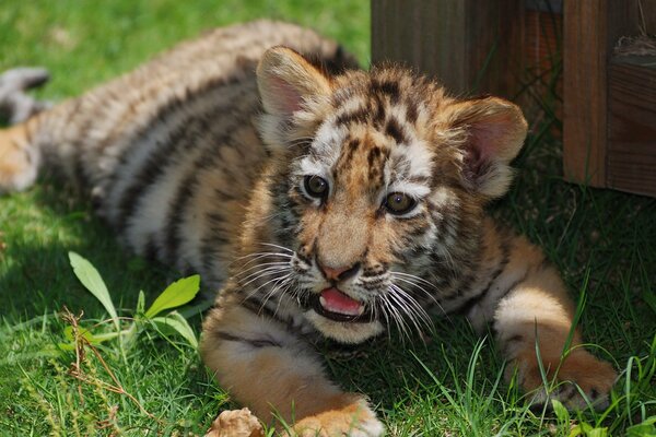 Red tiger cub lying on the grass