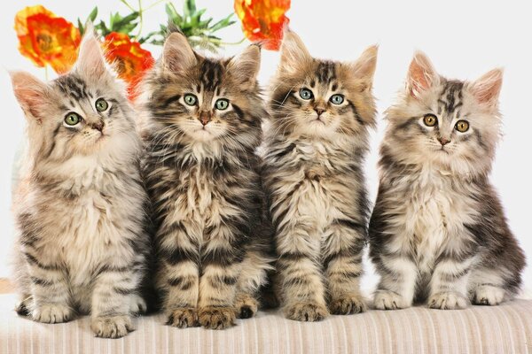 A family of fluffy striped kittens