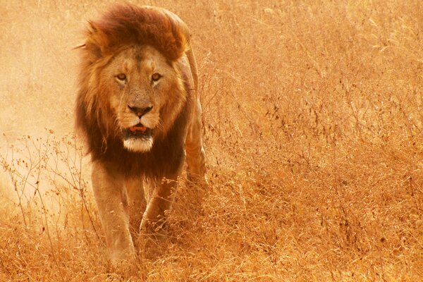 Photo lion in the grass in the savannah