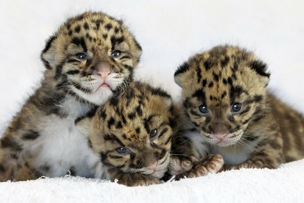 Gatitos leopardo linda foto