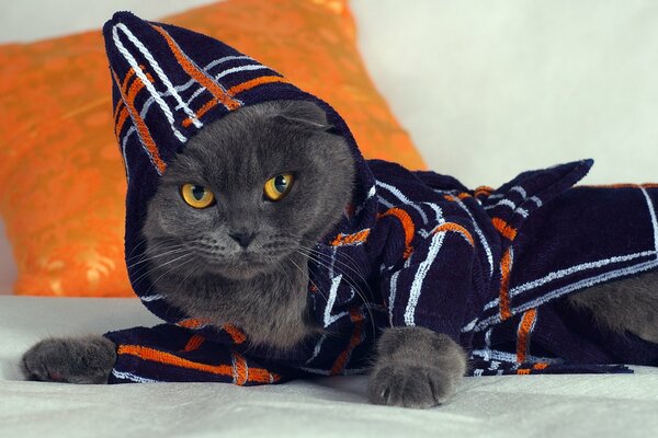 Chat gris foncé se trouve dans une robe bleue