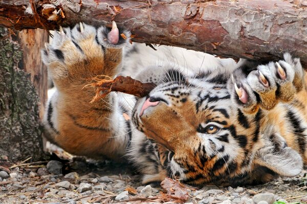 A tiger sharpens its claws on a tree