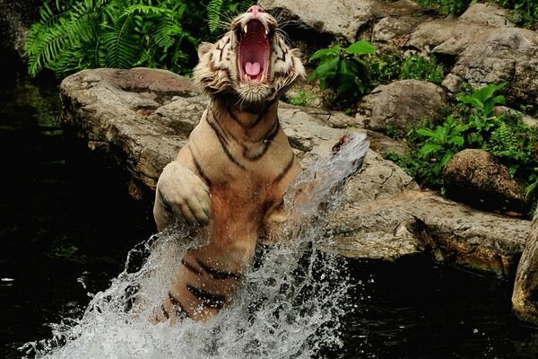 Die erschreckende Freude einer Wildkatze im Wasser