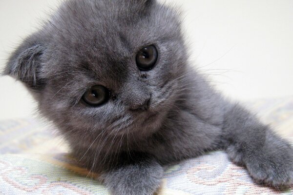 Piccolo gattino grigio sul letto