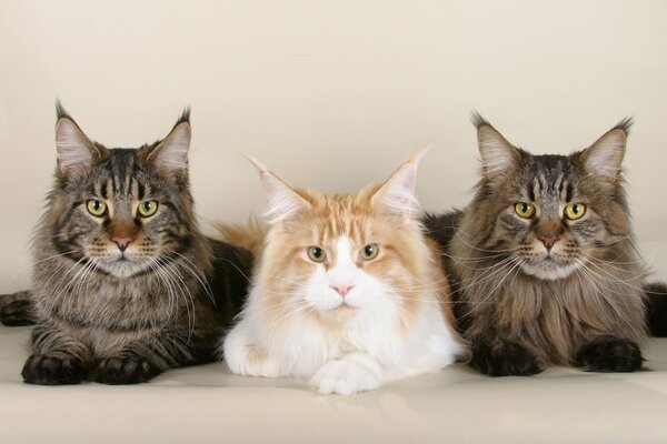 Maine Coon Wallpaper