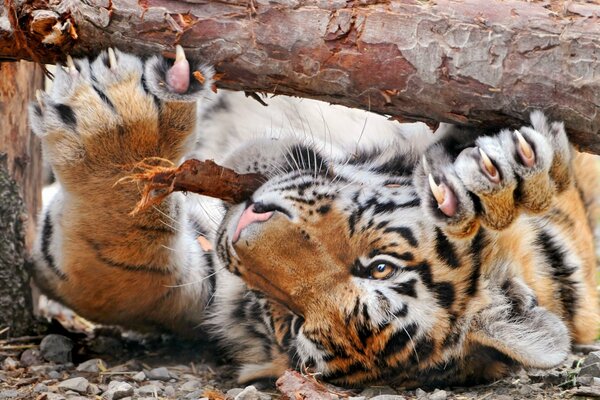 Tiger sharpens when on a tree