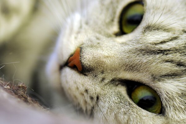 Cat close-up muzzle