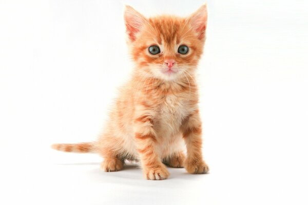 Rotes Kätzchen mit süßem Aussehen