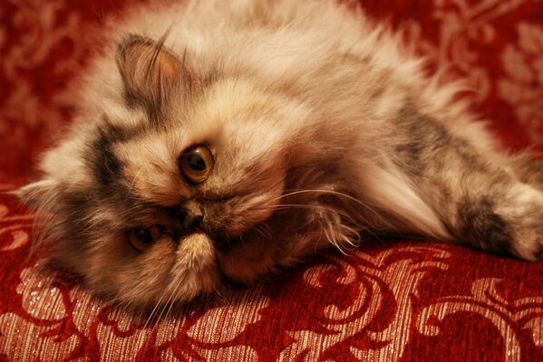 Persian fluffy cat on the couch