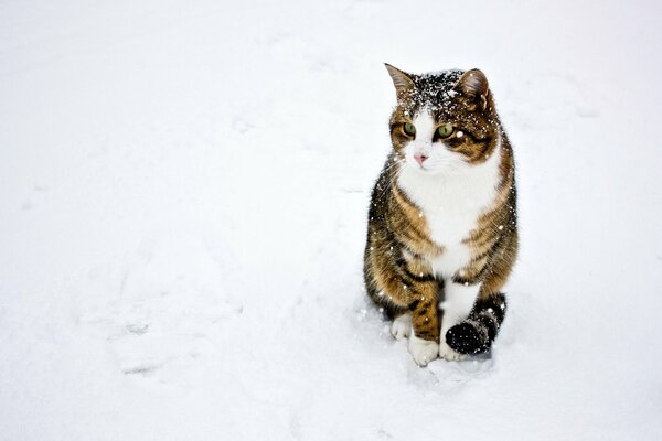 Chat mignon assis dans un champ de neige