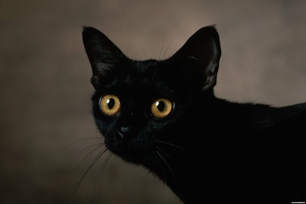 The gaze of a black cat