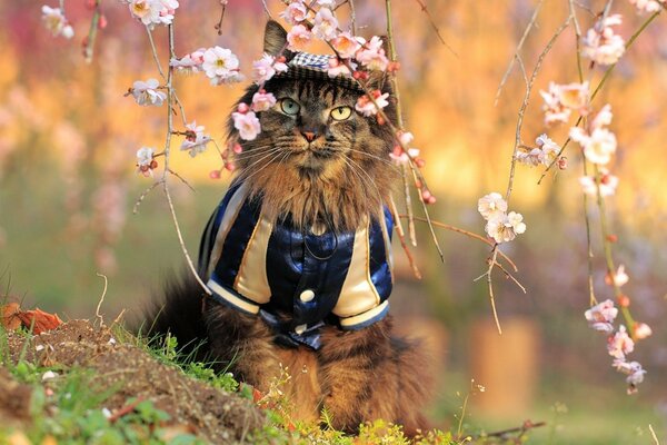 A cat in clothes near the branches of cherry blossoms