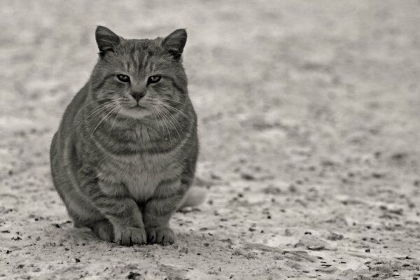 La mirada del gato gris inteligente