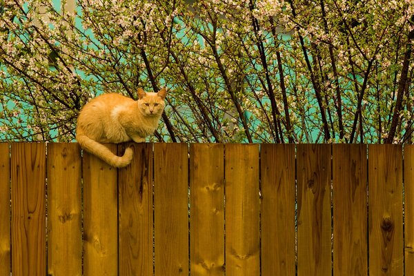 A red-haired cat on a wooden fence against a background of trees