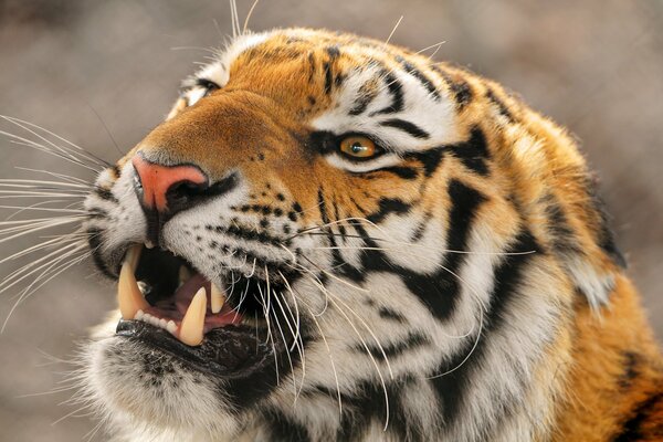 Grinsen eines Tigers Nahaufnahme