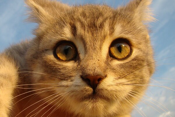 Gatto rosso guarda in lontananza