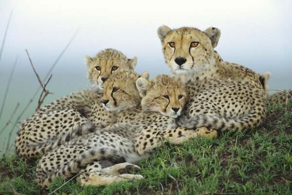 Guépard femelle nature avec trois petits