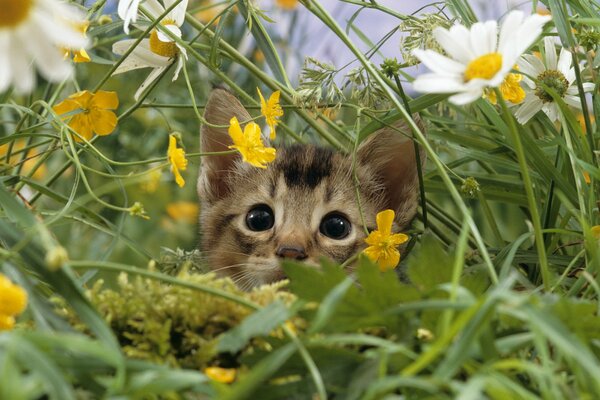 Испуганный котенок среди высокой травы