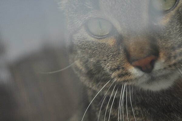 Eine schnurrbärtige Katze schaut aus dem Fenster