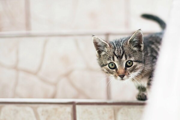 Mały kotek zagląda stojąc na schodach