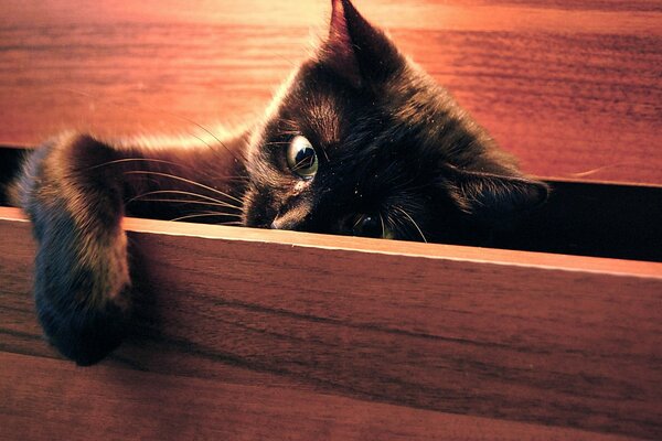 A playful cat peeks out of the furniture