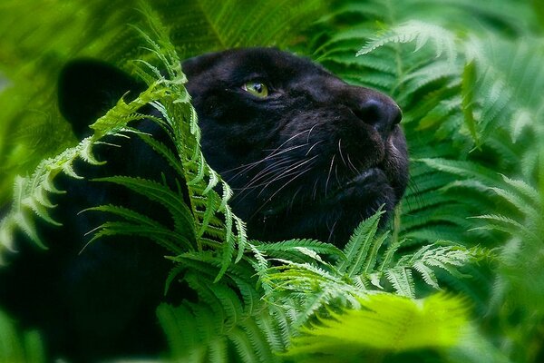 Panthère noire parmi le feuillage sur fond de nature