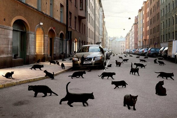 Il y a beaucoup de chats noirs dans la ville