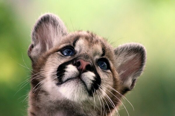 Le petit couguar, le chaton du Lion de montagne