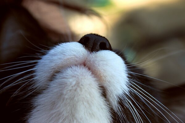 El hocico del gato es blanco y negro, bigote blanco