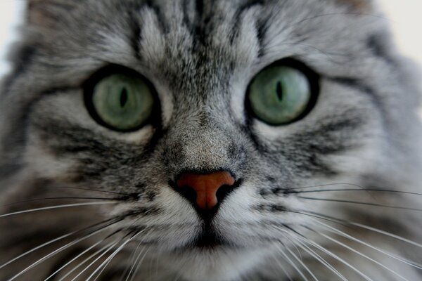 Chat gris avec des yeux verts