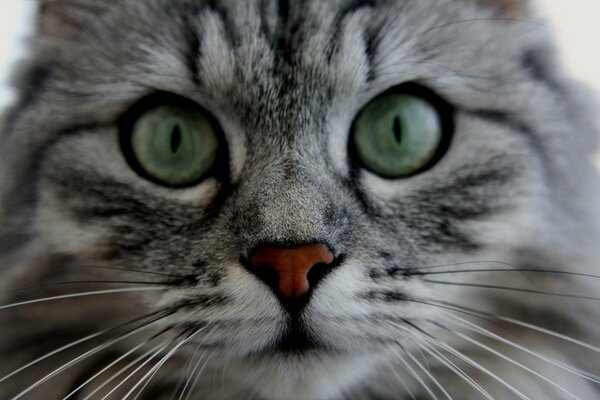 Серый кот с зелёными глазами